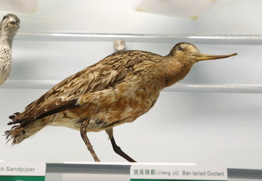 珍稀鸟类斑尾塍鹬标本