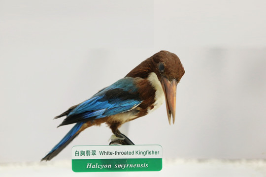 珍稀鸟类白胸翡翠标本