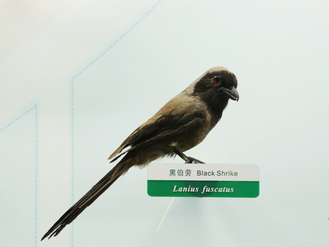 珍稀鸟类黑伯劳标本