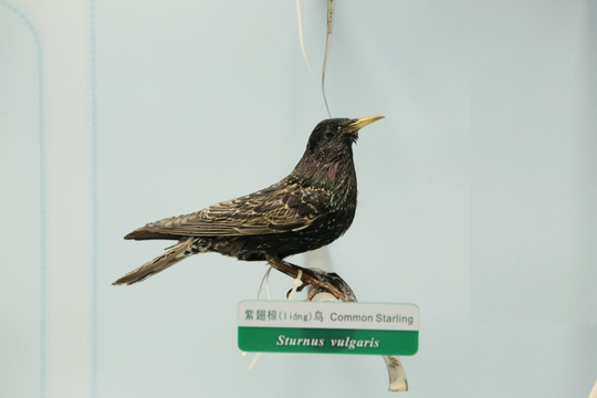 珍稀鸟类紫翅椋鸟标本