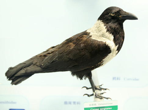 珍稀鸟类白颈鸦标本