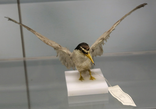 珍稀鸟类白额燕鸥标本