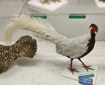 珍稀稀鸟类白鹇标本