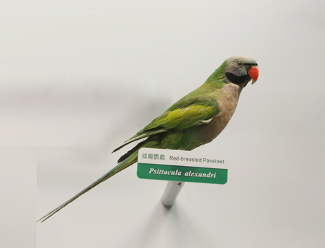 珍稀鸟类绯胸鹦鹉标本