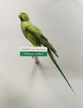 珍稀鸟类红领领绿鹦鹉标本