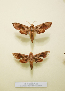 昆虫蛾类斜纹纹天蛾的标本