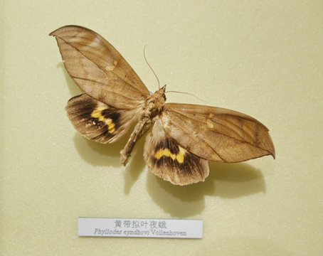 昆虫蛾类黄带拟叶夜蛾标本
