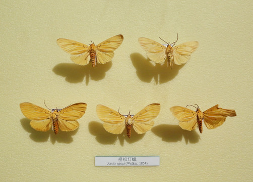 昆虫蛾类橙拟灯蛾标本