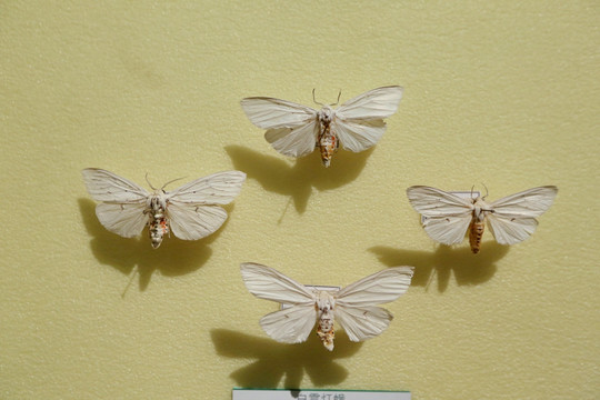昆虫蛾类白霓灯蛾标本