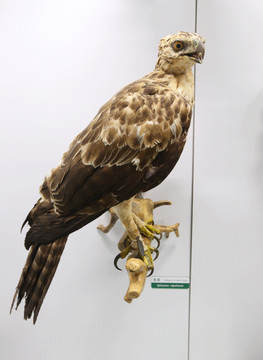 珍稀鸟类鹰雕标本