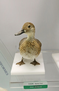 珍稀鸟类花脸鸭的标本