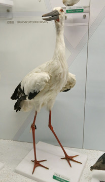 珍稀鸟鸟类东方白鹳标本