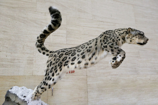濒危动物飞奔的雪豹标本