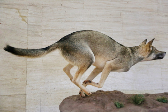 濒危动物奔跑的狼标本
