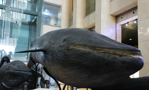 濒危危动物鲸鱼标本