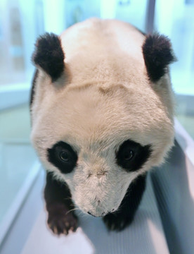 濒危动物大熊猫标本