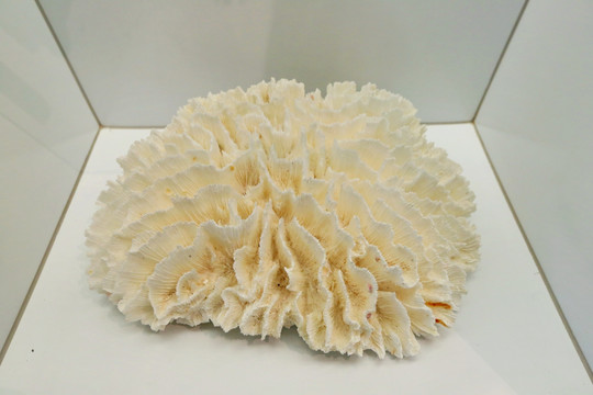 海洋生物贝类莴苣梳状珊瑚标本