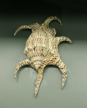 海洋生物贝类东非水字螺标本