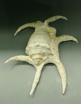 海洋生物贝类水字蜘蛛螺标本