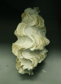 海洋生物贝类鳞砗磲的标本