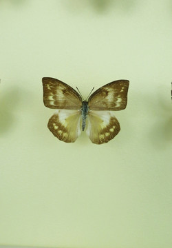 亚洲蝴蝶沙粉蝶标本