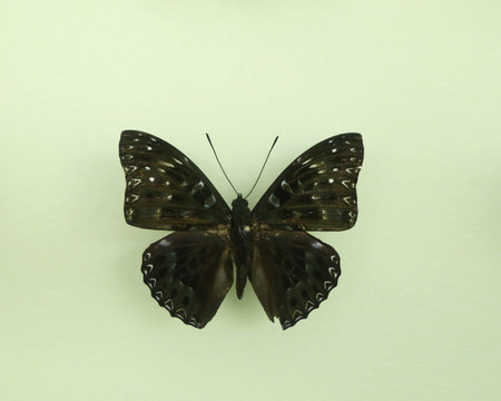 亚洲蝴蝶黑翅白点粉蝶标本