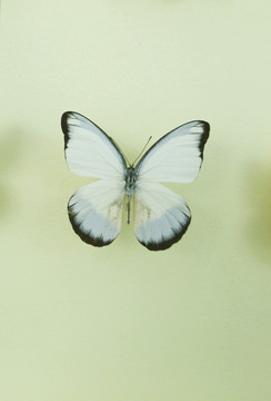 亚洲蝴蝶白翅黑锯粉蝶标本