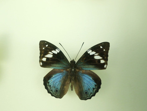 亚洲蝴蝶黑翅蓝闪蝶标本