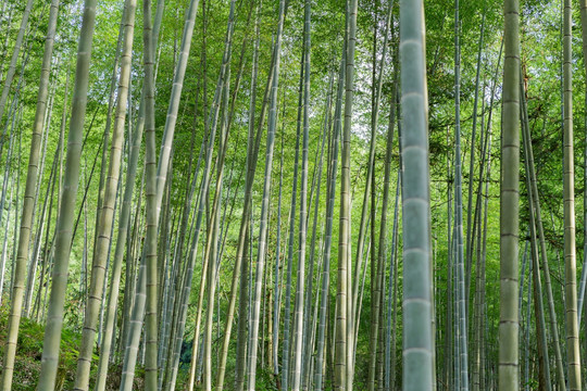 竹子 竹林 高风亮节 党风建设