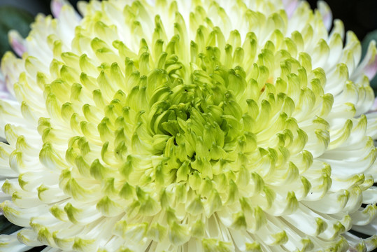 菊花