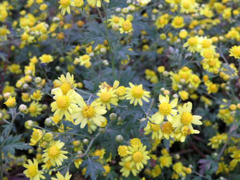 野菊花