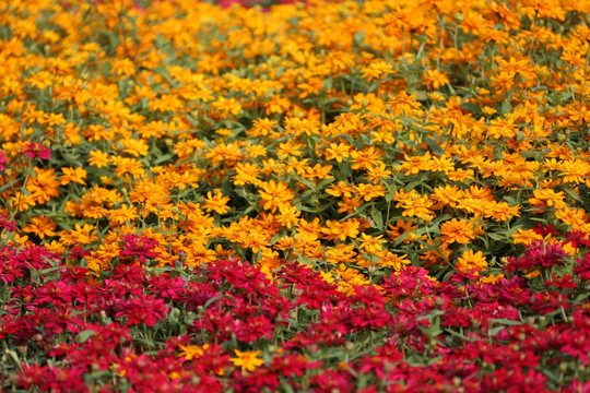 川沙公园鲜花