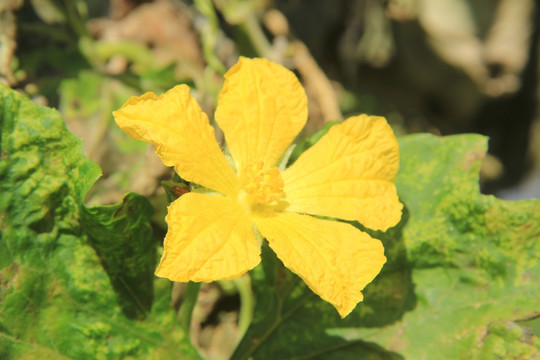 丝瓜开花 小黄花