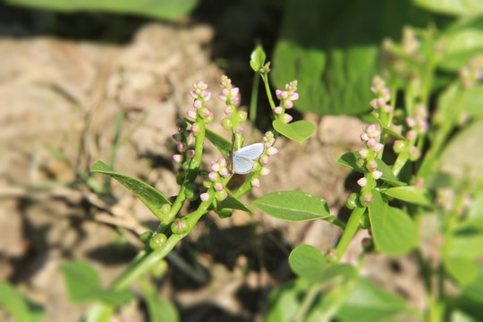 木耳菜 蝴蝶