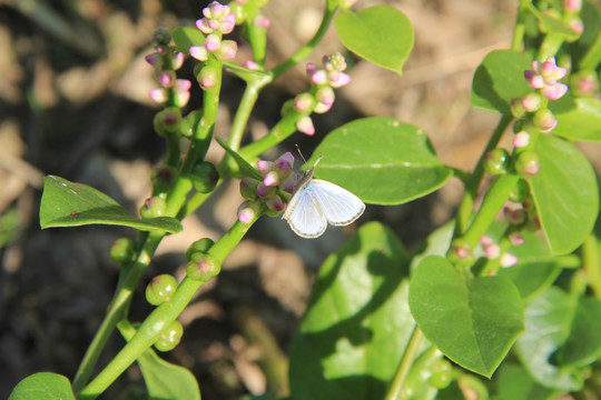 木耳菜 蝴蝶