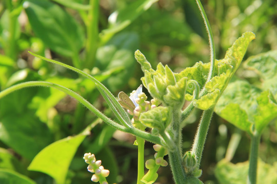 木耳菜 蝴蝶