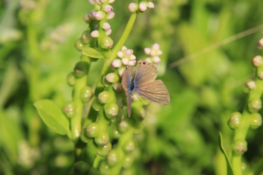 蝴蝶 木耳菜