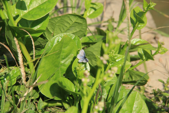 蝴蝶 木耳菜