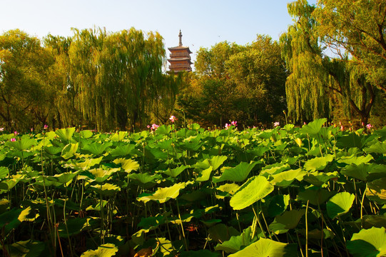 北京榆树庄公园
