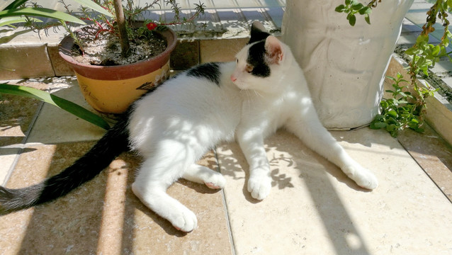 在阳台上哂太阳的猫