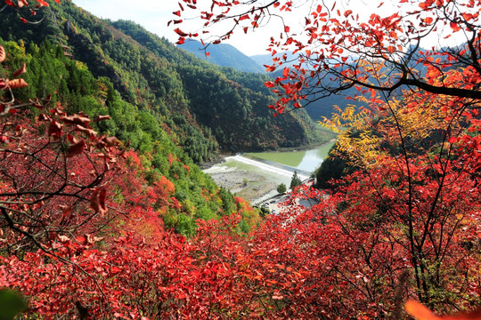 红叶