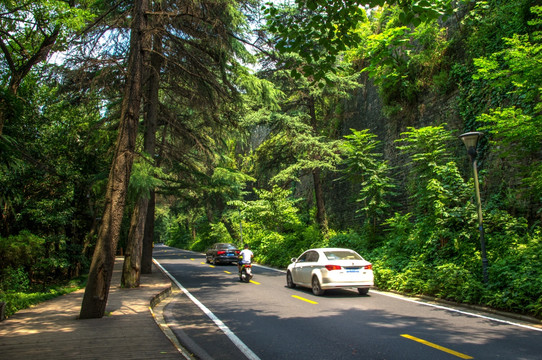 森林道路