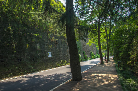 森林道路