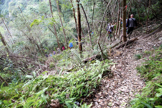 雁荡山林间小道