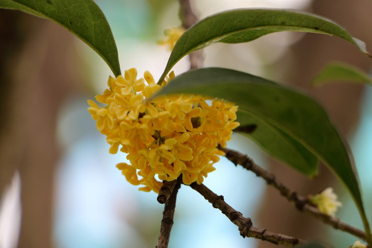 桂花特写