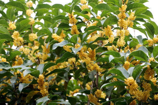 桂花满枝 桂花盛开