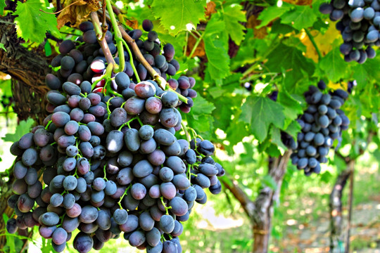 成熟葡萄