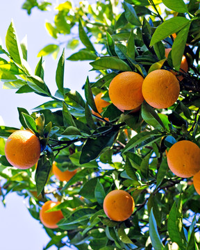 成熟香橙 树上的橙子