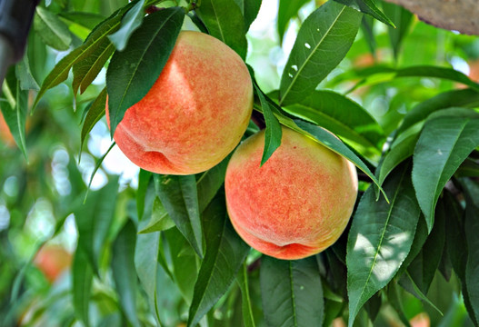 树上的桃子 水蜜桃