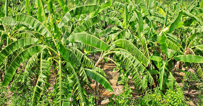 香蕉林 香蕉树